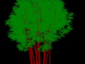 plant - bamboo 033 3D Model