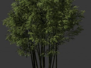 plant - bamboo 033 3D Model