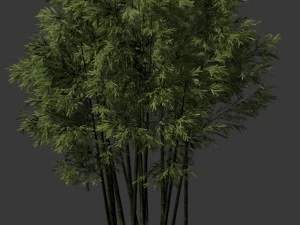 plant - bamboo 033 3D Model