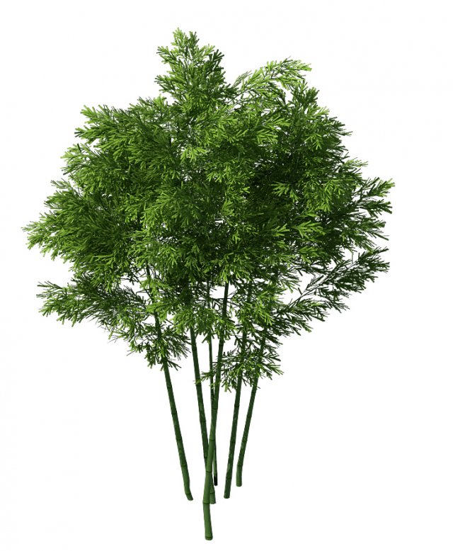 plant - bamboo 034 Modelo 3D .c4d .max .obj .3ds .fbx .stl .blend 