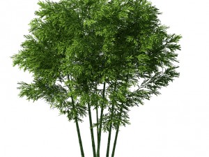 plant - bamboo 034 3D Модель