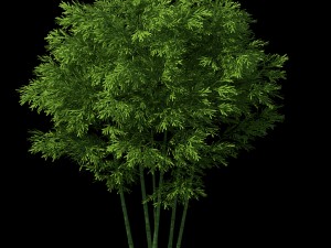 plant - bamboo 034 Modelo 3D