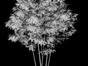 plant - bamboo 034 Modelo 3D