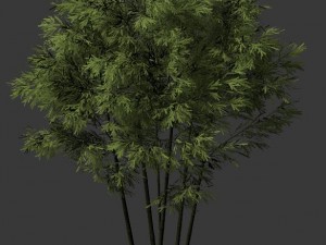 plant - bamboo 034 Modelo 3D