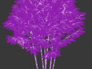 plant - bamboo 034 Modelo 3D
