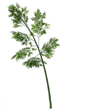 plant - bamboo 035 Modèle 3D .c4d .max .obj .3ds .fbx .stl .blend 