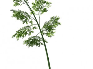 plant - bamboo 035 3D मॉडल