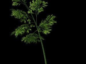 plant - bamboo 035 Modèle 3D