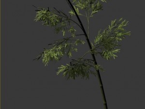 plant - bamboo 035 Modèle 3D