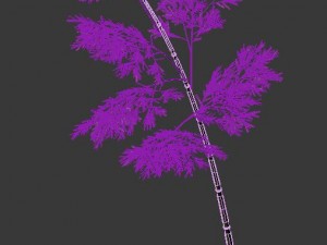 plant - bamboo 035 Modèle 3D