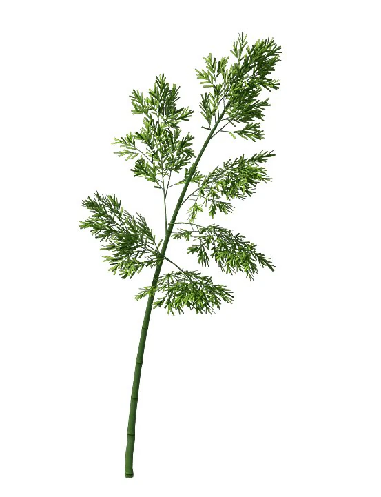 plant - bamboo 036 3D Model .c4d .max .obj .3ds .fbx .stl .blend 