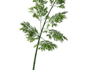 plant - bamboo 036 3D मॉडल