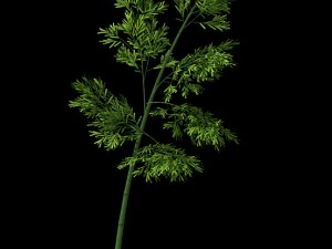 plant - bamboo 036 3D Model
