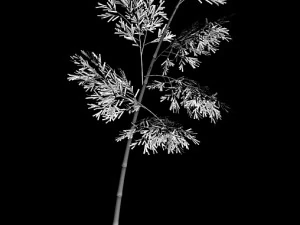 plant - bamboo 036 3D Model