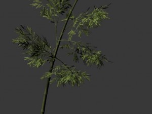 plant - bamboo 036 Modèle 3D