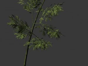 plant - bamboo 036 3D Model