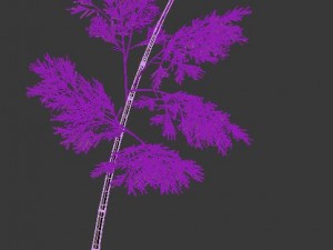 plant - bamboo 036 Modèle 3D