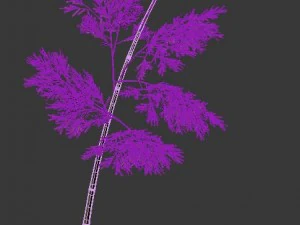 plant - bamboo 036 3D Model