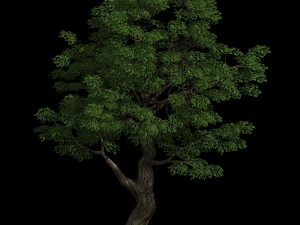 horde plants - big trees 01 Modello 3D