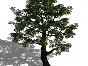 piante dell'orda - grandi alberi 02 Modello 3D