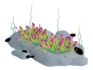 pianta sottomarina - piccolo anemone di mare Modello 3D