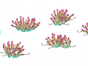 submarine plant - small sea anemone Modèle 3D