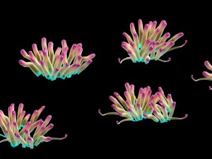 submarine plant - small sea anemone 3D Model