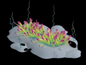 submarine plant - small sea anemone Modèle 3D