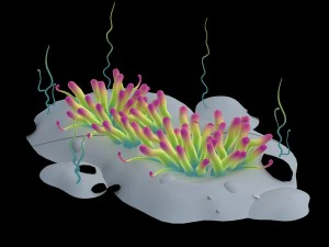 submarine plant - small sea anemone 3D Model