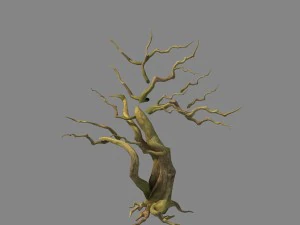 birch 61 3D Model