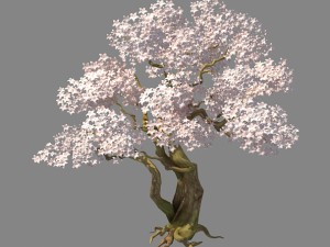 birch 62 3D Модель