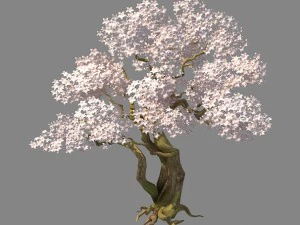birch 62 3D Model