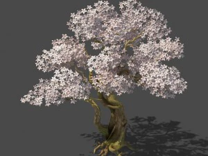 birch 62 3D Model