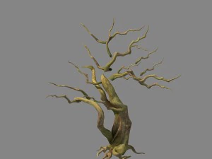 birch 62 3D Model