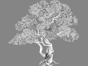 birch 62 3D Model