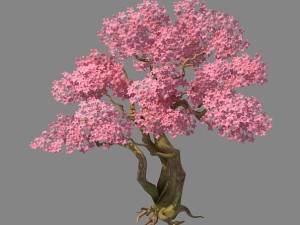 birch 62 3D Модель