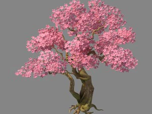 birch 62 3D Model