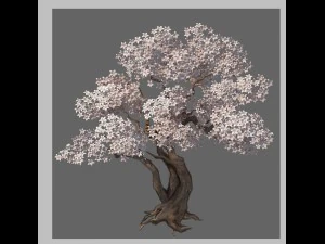 birch 62 3D Model