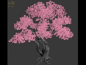 birch 62 3D Модель