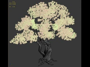 birch 62 3D Model