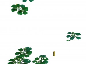 cartoon forest - tree sea plant 02 3Dモデル