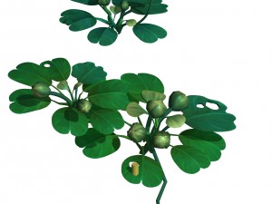 cartoon forest - trees plant 03 3Dモデル