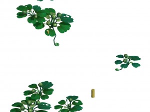 cartoon forest - trees plant 03 3D Model