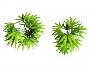 mount cliff - small plant 04 Model 3D