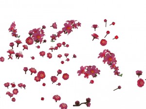 daughter village plant - falling peach 01 3D Модель
