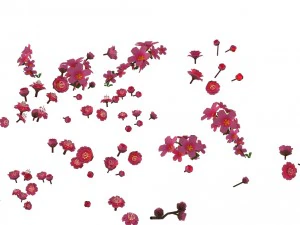 daughter village plant - falling peach 01 3D Model