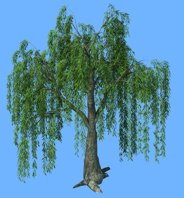 forest trees - willow 01 3D मॉडल .c4d .max .obj .3ds .fbx .stl .blend 