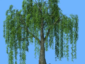 forest trees - willow 01 3D Model