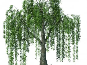 forest trees - willow 01 3D Model