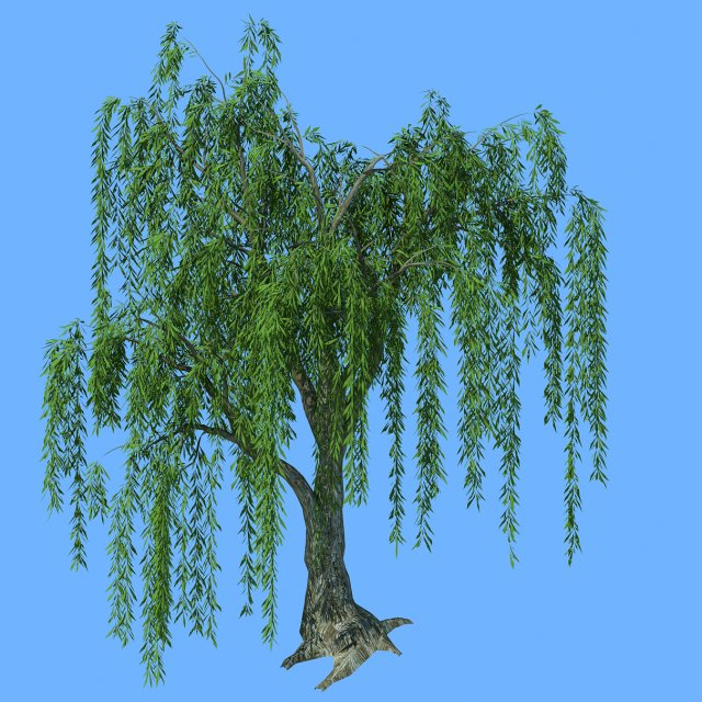forest trees - willow 02 Model 3D .c4d .max .obj .3ds .fbx .stl .blend 